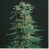 Amnesia Haze